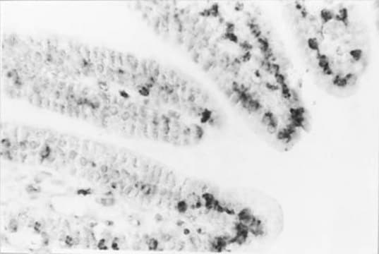 Anti-DNA Antibody, single stranded specific, clone F7-26 clone F7-26, Chemicon&#174;, from mouse