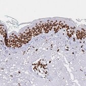 Anti-LMNB1 antibody produced in rabbit Prestige Antibodies&#174; Powered by Atlas Antibodies, affinity isolated antibody, buffered aqueous glycerol solution