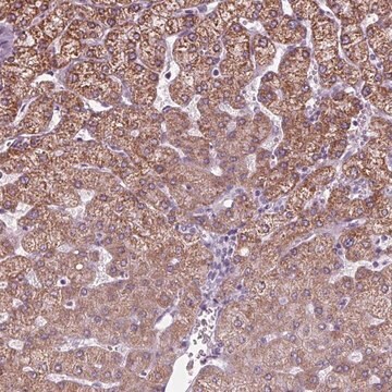 Anti-CYP3A43 antibody produced in rabbit Prestige Antibodies&#174; Powered by Atlas Antibodies, affinity isolated antibody, buffered aqueous glycerol solution