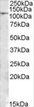 Anti-MTHFD1 antibody produced in goat affinity isolated antibody, buffered aqueous solution
