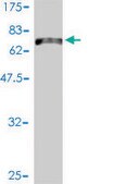 Monoclonal Anti-KCNF1 antibody produced in mouse clone 1B2-7B6, purified immunoglobulin, buffered aqueous solution