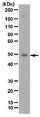 Anti-NF&#954;B p50 Antibody from rabbit, purified by affinity chromatography