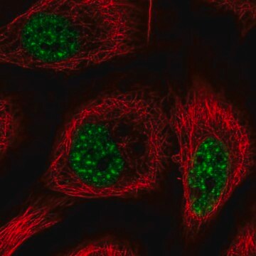 Anti-RBM25 antibody produced in rabbit Prestige Antibodies&#174; Powered by Atlas Antibodies, affinity isolated antibody