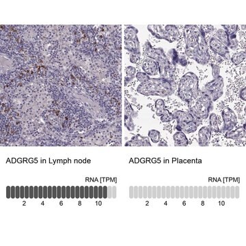 Anti-ADGRG5 antibody produced in rabbit Prestige Antibodies&#174; Powered by Atlas Antibodies, affinity isolated antibody, buffered aqueous glycerol solution