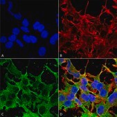 Monoclonal Anti-Alpha 2C Adrenergic Receptor - Atto 488 antibody produced in mouse clone S330A-80, purified immunoglobulin