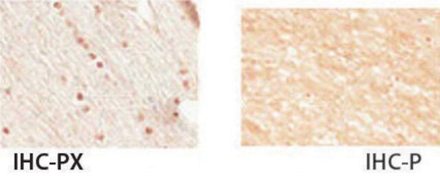 Anti-NKX2-2, (N-terminal) antibody produced in rabbit affinity isolated antibody