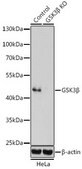 Anti- GSK3&#946; antibody produced in rabbit