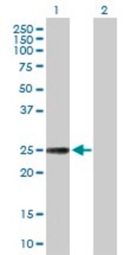 Anti-NXNL1 antibody produced in rabbit purified immunoglobulin, buffered aqueous solution