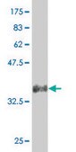 ANTI-SNAI2 antibody produced in mouse clone 4D11, purified immunoglobulin, buffered aqueous solution