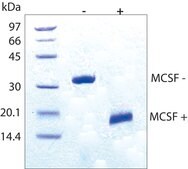 Macrophage Colony-Stimulating Factor human M-CSF, recombinant, expressed in E. coli, lyophilized powder, suitable for cell culture
