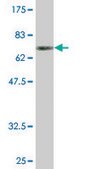 Monoclonal Anti-INPP1 antibody produced in mouse clone 1A6, purified immunoglobulin, buffered aqueous solution