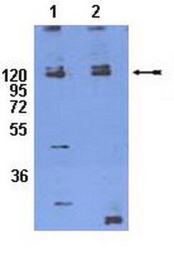 Anti-phospho-Integrin &#946;1 (Thr788/789) Antibody serum, Chemicon&#174;