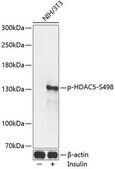 Anti-Phospho-HDAC5-S498 antibody produced in rabbit