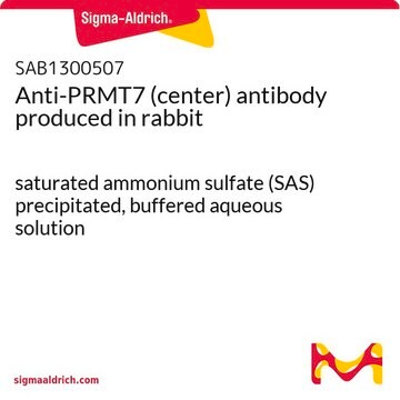 Anti-PRMT7 (center) antibody produced in rabbit saturated ammonium sulfate (SAS) precipitated, buffered aqueous solution