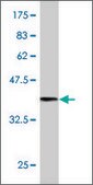 Monoclonal Anti-SYNJ2, (C-terminal) antibody produced in mouse clone 2B11, purified immunoglobulin, buffered aqueous solution