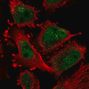 Anti-ATR antibody produced in rabbit Prestige Antibodies&#174; Powered by Atlas Antibodies, affinity isolated antibody