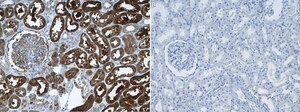 Anti-B-Raf Antibody, clone 2D3 ZooMAb&#174; Rabbit Monoclonal recombinant, expressed in HEK 293 cells