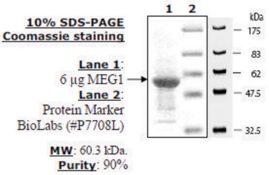 MEG-1 Active human recombinant, expressed in E. coli, &#8805;90% (SDS-PAGE)