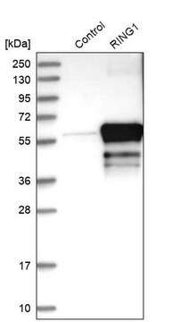 Anti-RING1 antibody produced in rabbit Prestige Antibodies&#174; Powered by Atlas Antibodies, affinity isolated antibody, buffered aqueous glycerol solution