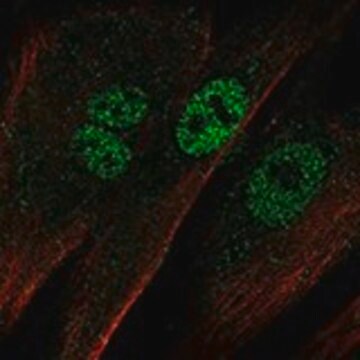 Anti-EBF2 antibody produced in rabbit Prestige Antibodies&#174; Powered by Atlas Antibodies, affinity isolated antibody, buffered aqueous glycerol solution