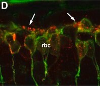 Anti-Protein Kinase&#160;C&#945; antibody produced in rabbit whole antiserum