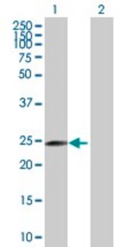 Anti-MRPL40 antibody produced in mouse purified immunoglobulin, buffered aqueous solution