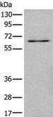 Anti-UBQLN2 affinity isolated antibody