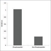 Anti-phospho-MAP2K1 (pThr386) antibody produced in rabbit affinity isolated antibody