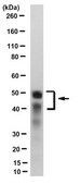 Anti-CCR2 Antibody, clone 8C3.1 clone 8C3.1, from mouse