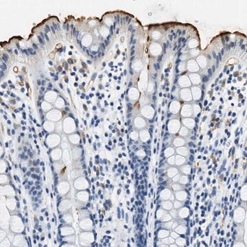 Anti-CA4 antibody produced in rabbit Prestige Antibodies&#174; Powered by Atlas Antibodies, affinity isolated antibody, buffered aqueous glycerol solution