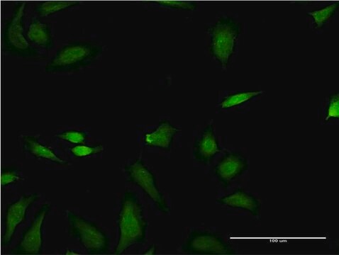 Monoclonal Anti-FNTB antibody produced in mouse clone 3A9, purified immunoglobulin, buffered aqueous solution
