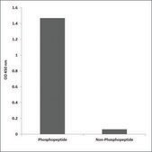 Anti-phospho-Caspase 3 (pSer150) antibody produced in rabbit affinity isolated antibody