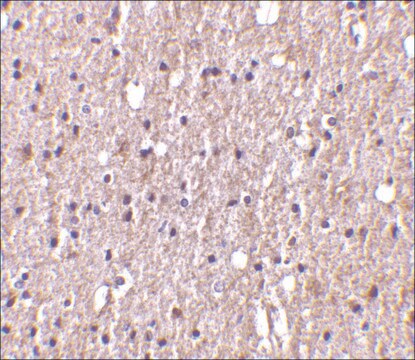 Anti-TWEAK antibody produced in rabbit purified immunoglobulin, buffered aqueous solution