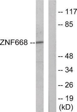 Anti-ZNF668 antibody produced in rabbit affinity isolated antibody