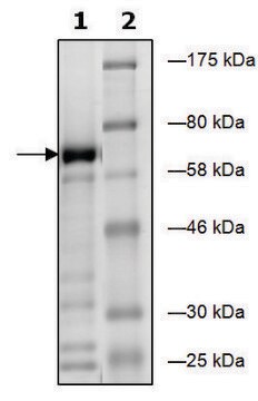 EHMT1 human recombinant, expressed in E. coli, &#8805;63% (SDS-PAGE)