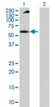 Anti-NUP62 antibody produced in rabbit purified immunoglobulin, buffered aqueous solution