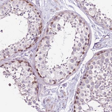 Anti-MRPL36 antibody produced in rabbit Prestige Antibodies&#174; Powered by Atlas Antibodies, affinity isolated antibody, buffered aqueous glycerol solution