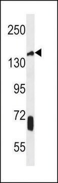 ANTI-JHDM2A(C-TERMINAL) antibody produced in rabbit affinity isolated antibody, buffered aqueous solution