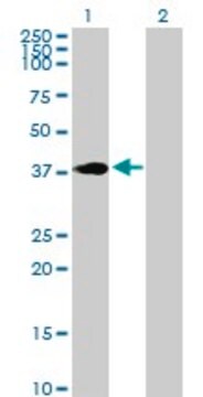 Anti-HOXC4 antibody produced in rabbit purified immunoglobulin, buffered aqueous solution