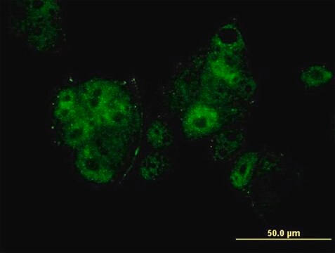 ANTI-MEF2A antibody produced in mouse clone 1C8, purified immunoglobulin, buffered aqueous solution