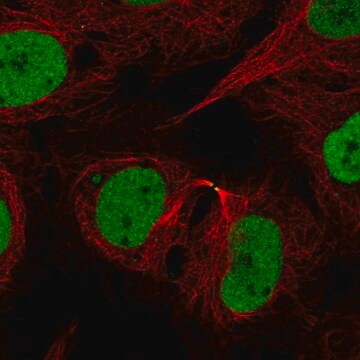 Anti-Rad21 Antibody Produced In Rabbit Prestige Antibodies&#174; Powered by Atlas Antibodies, affinity isolated antibody, buffered aqueous glycerol solution