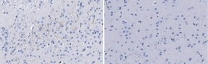 Anti-Dopamine Transporter Antibody, clone 1D2 ZooMAb&#174; Rabbit Monoclonal recombinant, expressed in HEK 293 cells