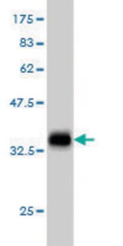 ANTI-TEK antibody produced in mouse clone 6G9, purified immunoglobulin, buffered aqueous solution
