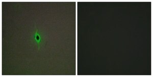 Anti-5-HT-2C antibody produced in rabbit affinity isolated antibody