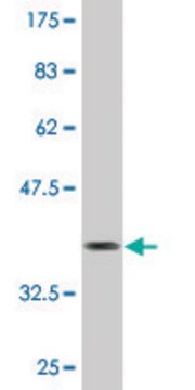 Monoclonal Anti-DES, (C-terminal) antibody produced in mouse clone 1D12, purified immunoglobulin, buffered aqueous solution