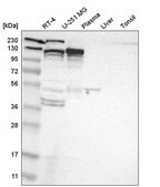 Anti-KIF11 antibody produced in rabbit Prestige Antibodies&#174; Powered by Atlas Antibodies, affinity isolated antibody