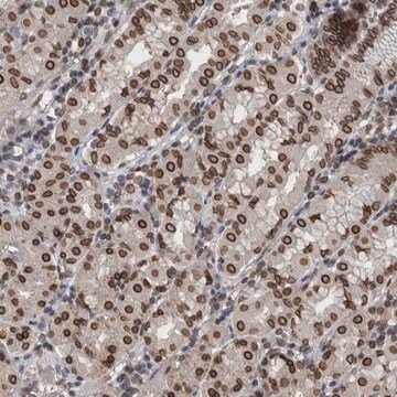 Anti-RANBP2 antibody produced in rabbit Prestige Antibodies&#174; Powered by Atlas Antibodies, affinity isolated antibody, buffered aqueous glycerol solution