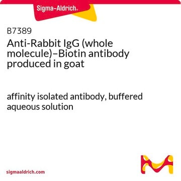 Anti-Rabbit IgG (whole molecule)–Biotin antibody produced in goat affinity isolated antibody, buffered aqueous solution