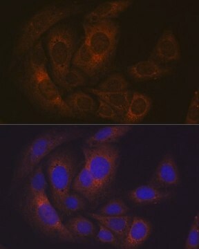 Anti-Pumilio 1 antibody produced in rabbit