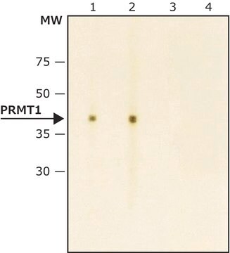 Anti-PRMT1 antibody produced in rabbit ~1&#160;mg/mL, affinity isolated antibody, buffered aqueous solution